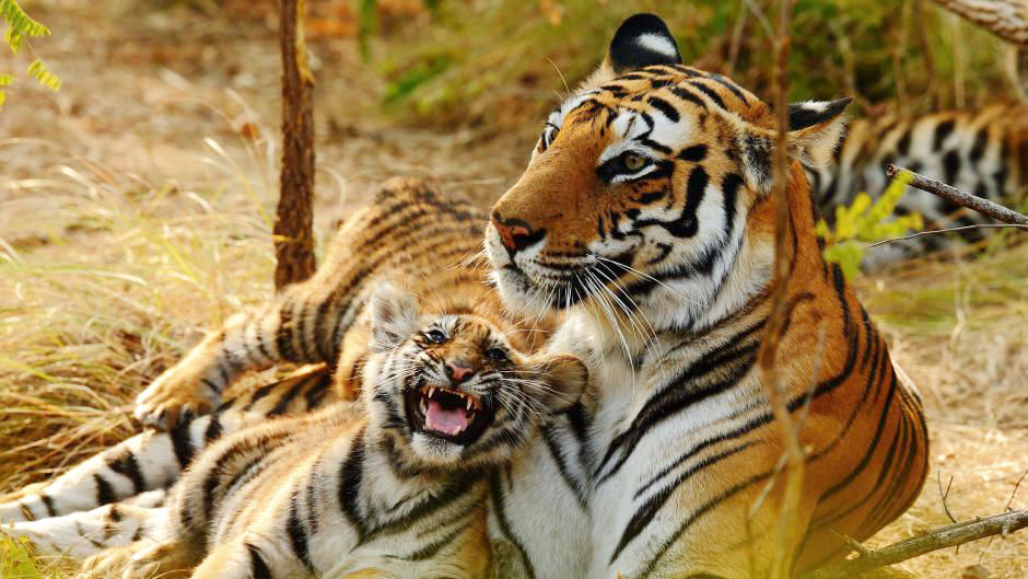 Tigress with cub at Karhandala Wildlife Sanctuary
