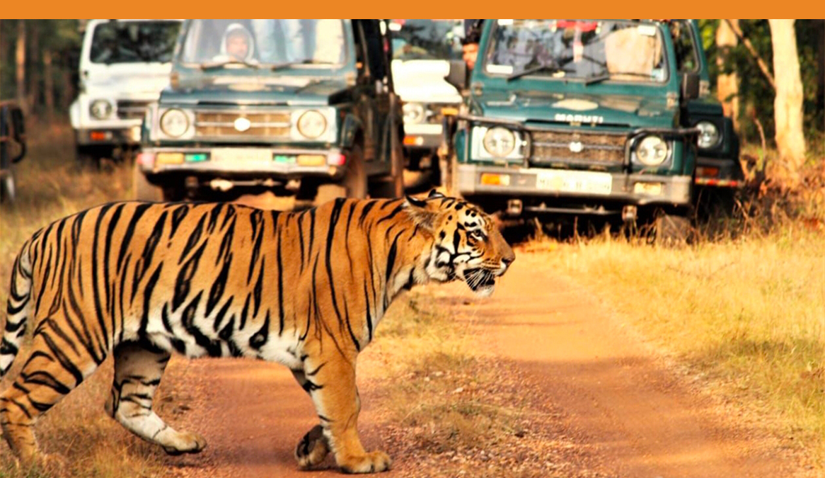 Tiger crossing safari jeep road at Karhandala jungle
