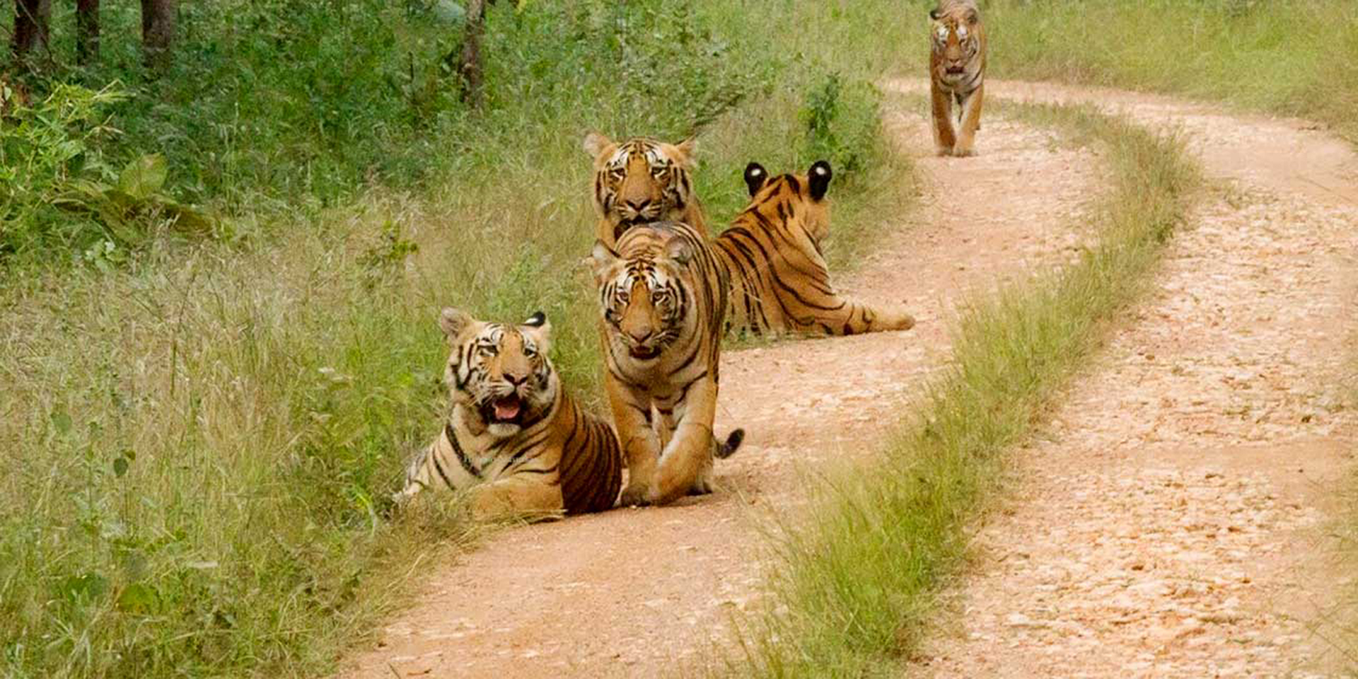 Tiger family on forest road